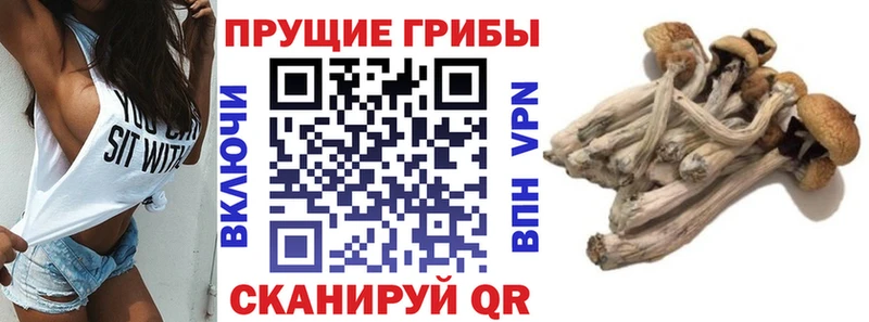 гидра зеркало  Аркадак  Галлюциногенные грибы GOLDEN TEACHER  как найти закладки 